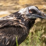 La population de gypaètes barbus croît dans les Alpes suisses (archives).