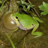 Dans la vallée de la Reuss, la population de rainettes vertes a plus que doublé durant la période étudiée.
