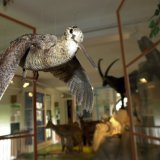 La bécasse, en déclin depuis plusieurs décennies, figure sur la liste rouge des oiseaux menacés en Suisse (image d'illustration).