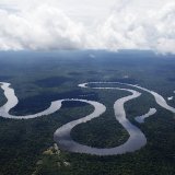 Les chiffres sont "vraiment effrayants" pour l'Amérique latine avec 94% de disparition en moyenne dans cette région (archives).