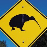 Timide et très nerveux, le kiwi Haast tokoeka a une population d'environ 500 individus et n'est pas facile à trouver (archives).