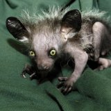 Les Aye-aye, ces lémuriens qui se curent le nez au Musée d'histoire naturelle de Berne.
