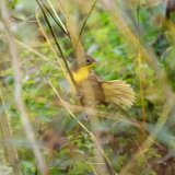 La paruline masquée vit habituellement en Amérique du Nord et hiverne aux Açores.