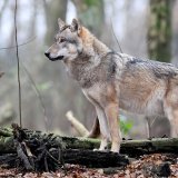 Au moins 180 loups vivent sur le territoire suisse (archives).