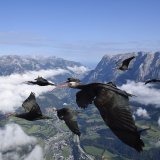 Des ibis chauves en vol.