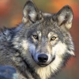 Un loup infecté a onze fois plus de chances qu'un loup non infecté de quitter sa meute, ce qui est caractéristique d'une plus grande propension à prendre des risques (archives).