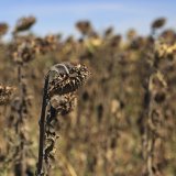 L'année 2022 aura été la plus chaude jamais enregistrée en France. Un avant-goût de ce qui s'annonce comme la norme dans quelques années. (archives)