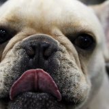 Les animaux génétiquement modifiés, comme ce bouledogue français au nez plat, souffrent notamment de problèmes respiratoires. (archives)