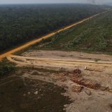 "Inquiets mais pas désespérés", les scientifiques espèrent que les instances politiques prendront les mesures qui s’imposent pour préserver le poumon vert de la planète (archives).