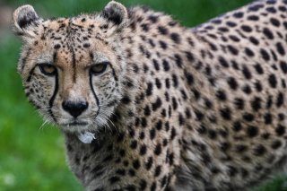 Le guépard est le seul grand carnivore à s'être éteint en Inde (archives).