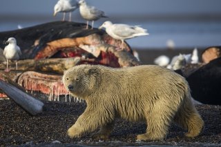 À Kaktovik, le site protégé de déversement sur la plage des restes de baleines boréales, que la communauté inupiat chasse traditionnellement, attire chaque automne jusqu'à 90 ours polaires (archives).