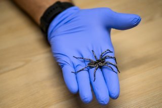 Cette araignée de l'ile de Madère est menacée par une plante invasive, qui réduit leurs possibilités d'abris.