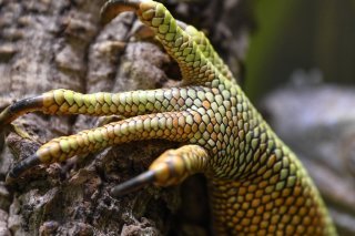 Plus de 3000 iguanes provenant d'une île voisine ont été réintroduits en 2019 afin de restaurer l'écosystème naturel de Santiago (image prétexte).