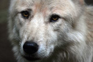 D'ici cinq ans, les loups présents dans les Alpes européennes devraient eux-mêmes réguler leur population dès lors que leur espèce aura saturé cet espace vital au coeur du continent (Photo d'illustration).