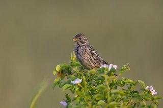 Le bruant proyer est classé "au bord de l'extinction" sur la dernière liste rouge des oiseaux nicheurs.