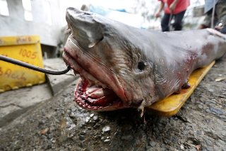 La demande pour leur chair et leurs ailerons a entraîné un déclin estimé à 71% des requins et des raies dans les océans depuis 1970 (archives).