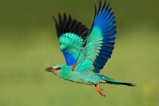 Rare à observer en Suisse, le rollier d'Europe adulte présente un plumage aux vives couleurs (archives).