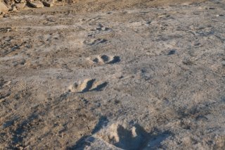 L'acrocanthosaure pouvait mesurer cinq mètres et peser sept tonnes (archives).