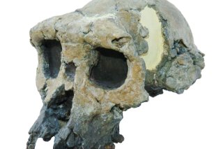 "Le crâne nous dit que Sahelanthropus fait partie de la lignée humaine", a expliqué mardi Franck Guy, paléoanthropologue et un des auteurs de l'étude.