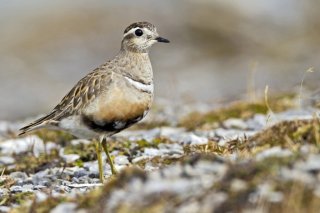 Chez les Pluviers guignards, c'est le mâle qui couve les oeufs.
