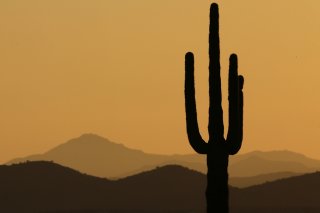 Le cactus Saguaro peut atteindre plus de 10 mètres et, gorgé d'eau, peser plus de deux tonnes. (photo symbolique)