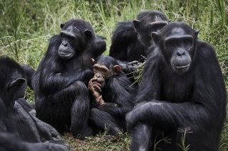 On sait depuis longtemps que les chimpanzés pratiquent le tambour. "Mais avec cette étude, nous avons compris qu'ils utilisaient leur style propre quand ils cherchent un contact avec d'autres individus, quand ils voyagent, qu'ils sont seuls ou en ...