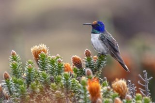 Le colibri jacobin est une espèce de colibri d'assez grande taille du continent américain (archives).