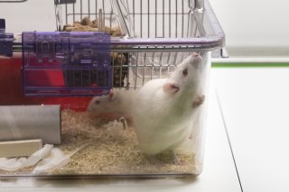 Beaucoup d'expériences sur les animaux sont liées à la recherche contre le cancer (photo symbolique).