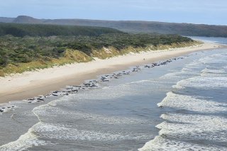 Sur les 230 dauphins-pilotes échoués mercredi sur une plage de Tasmanie, près de 200 n'ont pas survécu.