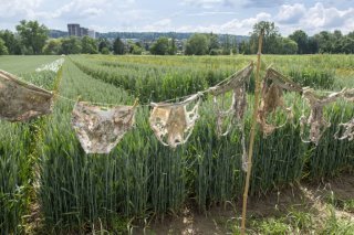 La décomposition rapide des slips enterrés pour cette expérience est un indicateur de la teneur en humus, et donc de la qualité des sols.