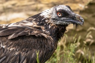 La population de gypaètes barbus croît dans les Alpes suisses (archives).