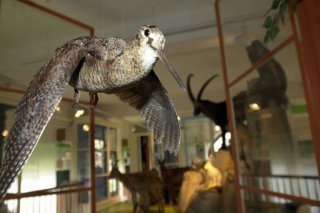 La bécasse, en déclin depuis plusieurs décennies, figure sur la liste rouge des oiseaux menacés en Suisse (image d'illustration).