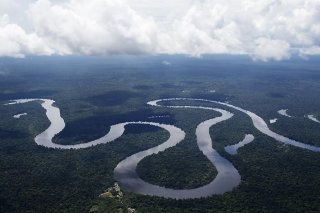 Les chiffres sont "vraiment effrayants" pour l'Amérique latine avec 94% de disparition en moyenne dans cette région (archives).