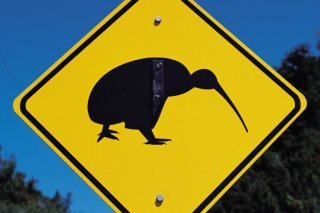 Timide et très nerveux, le kiwi Haast tokoeka a une population d'environ 500 individus et n'est pas facile à trouver (archives).