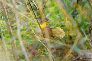 La paruline masquée vit habituellement en Amérique du Nord et hiverne aux Açores.