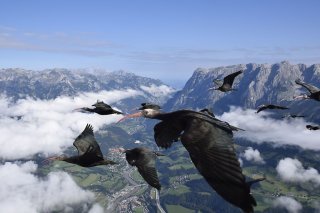 Des ibis chauves en vol.