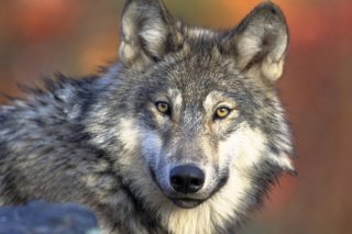 Un loup infecté a onze fois plus de chances qu'un loup non infecté de quitter sa meute, ce qui est caractéristique d'une plus grande propension à prendre des risques (archives).