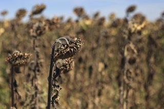 L'année 2022 aura été la plus chaude jamais enregistrée en France. Un avant-goût de ce qui s'annonce comme la norme dans quelques années. (archives)