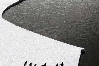 Les manchots empereurs sont menacés par le réchauffement climatique. (Archives)