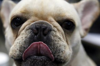 Les animaux génétiquement modifiés, comme ce bouledogue français au nez plat, souffrent notamment de problèmes respiratoires. (archives)