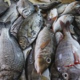 Dans le détail, 51% débarquements sont issus de populations de poissons considérées comme en bon état ou reconstituables, 33% sont surpêchées et 2% effondrées, le reste (24%) étant non évalué ou non classifié.