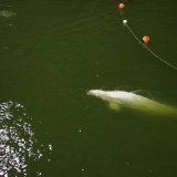 Le 10 août 2022, un béluga avait dû être euthanasié après une semaine d'errance dans la Seine (archives).