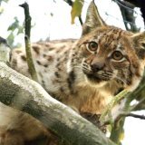 Seuls 38 lynx sont à même de se reproduire avec une diversité génétique suffisante pour assurer la survie de l'espèce en France (archives).