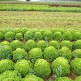 Le robot bineur modifié peut reconnaître les plantes cultivées grâce à sa caméra et les asperger de manière ciblée avec des pesticides à l'aide d'un système de pulvérisation ponctuelle.