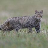 La Protection Suisse des Animaux déconseille d'adopter un chat hybride, issu du croisement entre un chat sauvage (ici en photo) et un chat domestique.