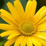 Selon l'association Bioterra, la buphtalme à feuilles de saule, communément appelée oeil de boeuf, est un véritable aimant à insectes.