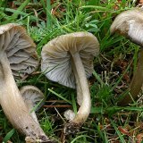 La nouvelle espèce de champignon Clitocybula ellipsospora découverte en Espagne n'a été décrite que l'an dernier par un chercheur du Jardin Botanique de Genève.