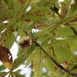 La première feuille du marronnier de la Treille annonçant le printemps a éclos jeudi (archives).