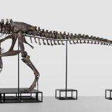 Trinity n'est que le troisième T-Rex au monde à être vendu aux enchères.