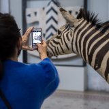 Les Musées de Genève, dont fait partie le Musée d'art et d'histoire, ont enregistré 1'630'429 visites en 2022. Elles renouent avec le niveau d'avant la pandémie (archives).
